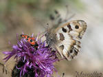 Two friends on a flower by Momotte2