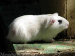 Little guinea pig in the sun by Momotte2