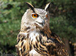 Majestic owl by Momotte2