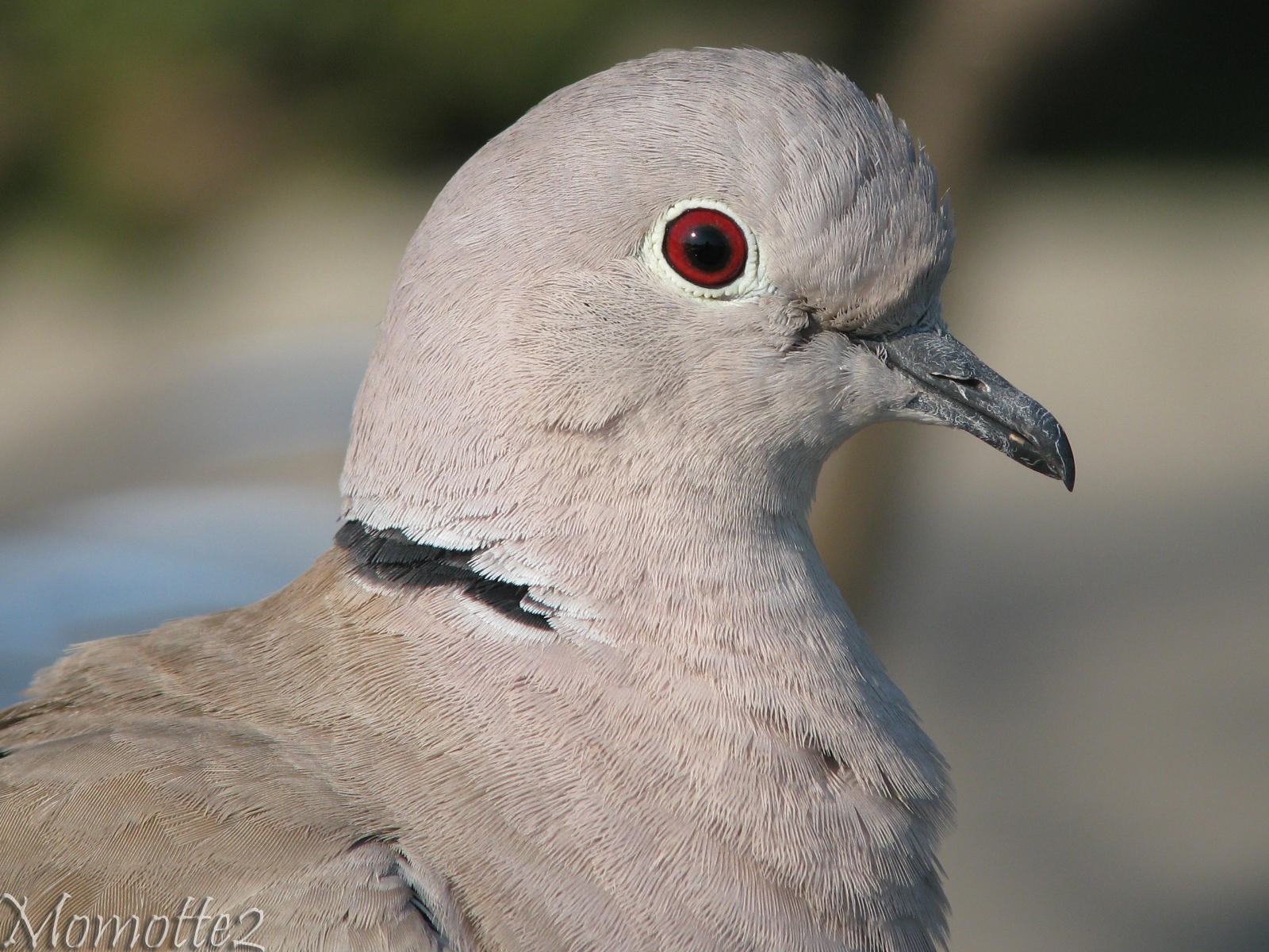 Eurasian collared dove closeup by Momotte2 on DeviantArt
