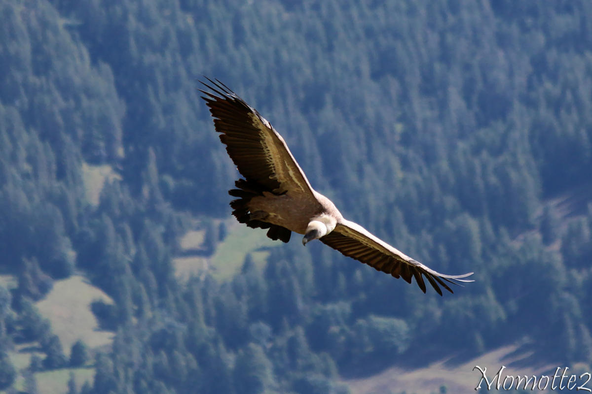 Freedom in the sky for the griffon vulture by Momotte2