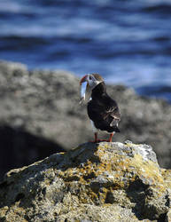 Puffin on the island of Vigur by DaveAyerstDavies