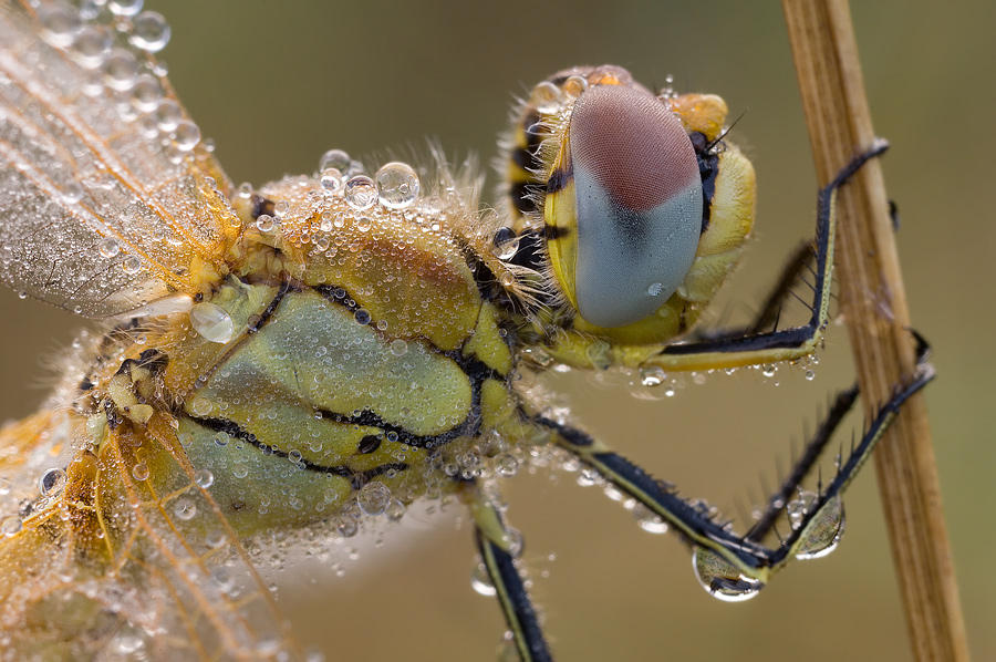 Sympetrum fonscolombii by mescamesh