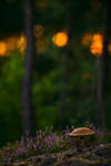 birch bolete by mescamesh