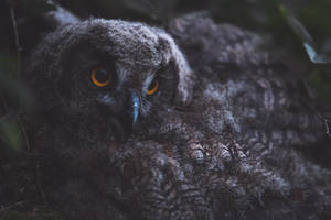 Young Eagle Owl by mescamesh Young Eagle Owl by mescamesh