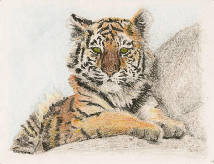 Siberian Tiger Cub drawing by Jezarae on DeviantArt