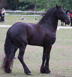Friesian stock by peachesrox-stock