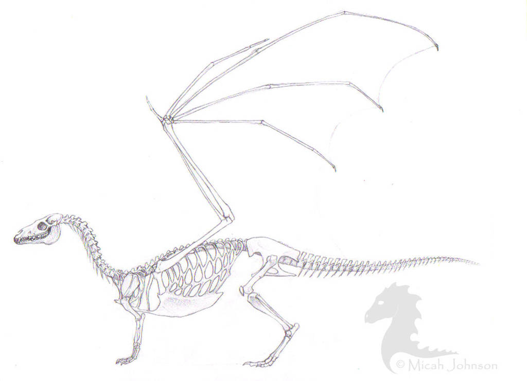 Pern Dragon Skeleton by bronze-dragonrider