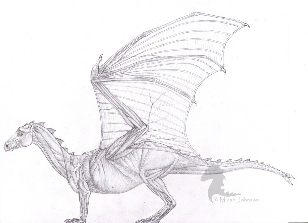 Anatomy of the Pernese Dragon by bronze-dragonrider