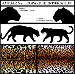 Jaguar Vs. Leopard by NaturePunk