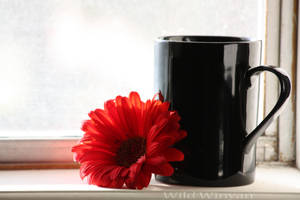 Wake Up My Love by WildWinyan