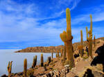 Cacti Island, The Salar Desert, Bolivia by Tomer-DA