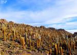 Cacti Attack by Tomer-DA