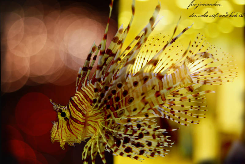 the sweet silence by tayfunes