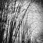 Bamboo by Menoevil
