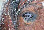 Pony In The Snow 2 by PhotographyisArt123