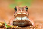 Toad by JamesMedlin