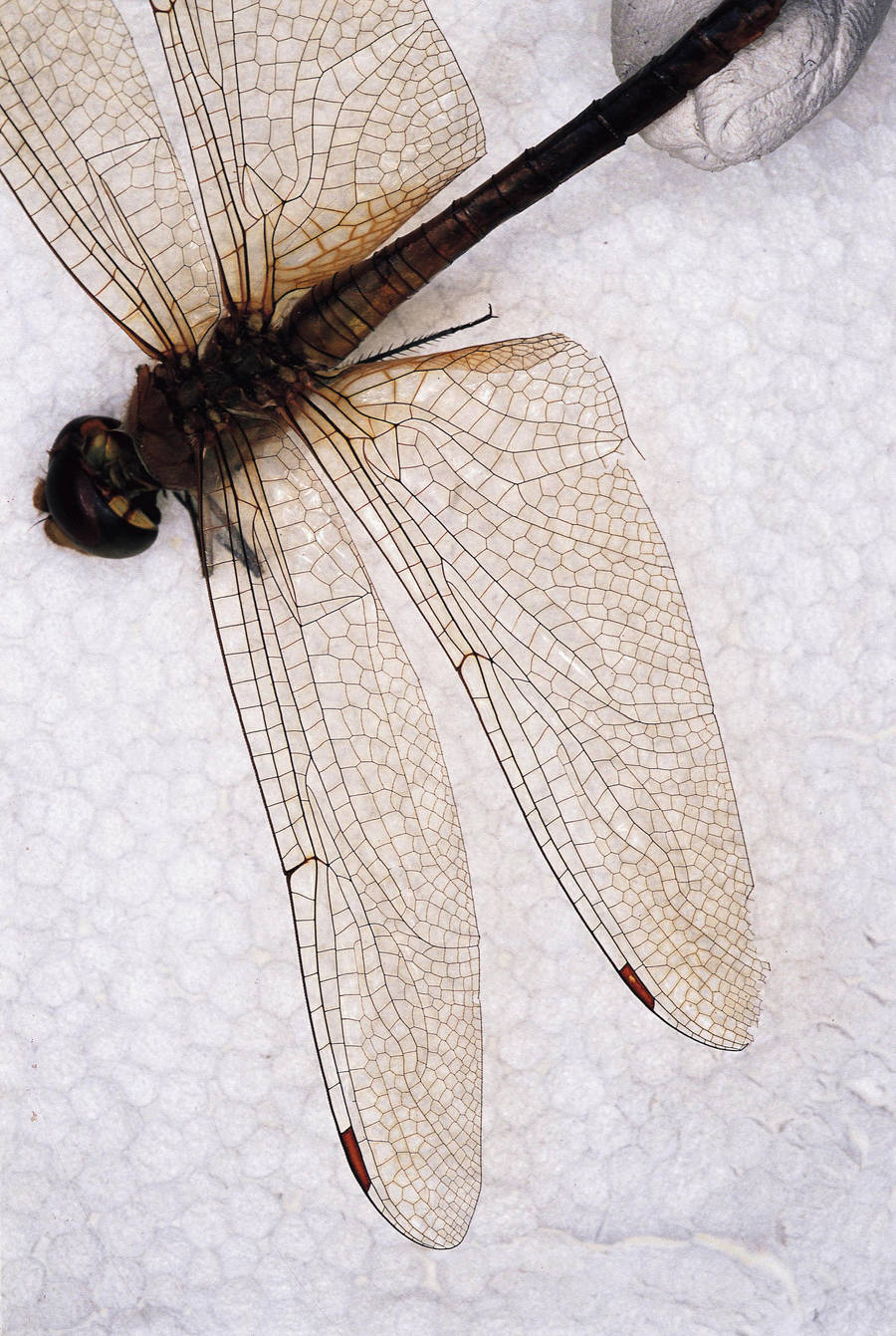 Dragon Fly wings by nighthawk101stock