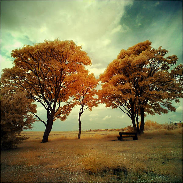 The Park by DavidCraigEllis