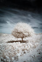 New Forest Infrascape III by DavidCraigEllis