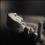 i am the lizard king by StephanePellennec