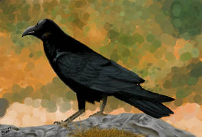 killer crow by candied-requiem