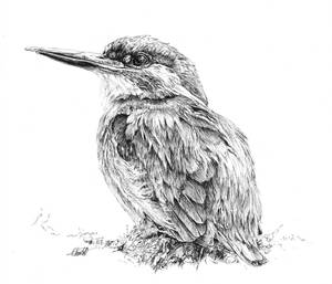 Kingfisher by Char10tte Kingfisher by Char10tte