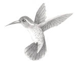 Hummingbird by ShikaTheFox