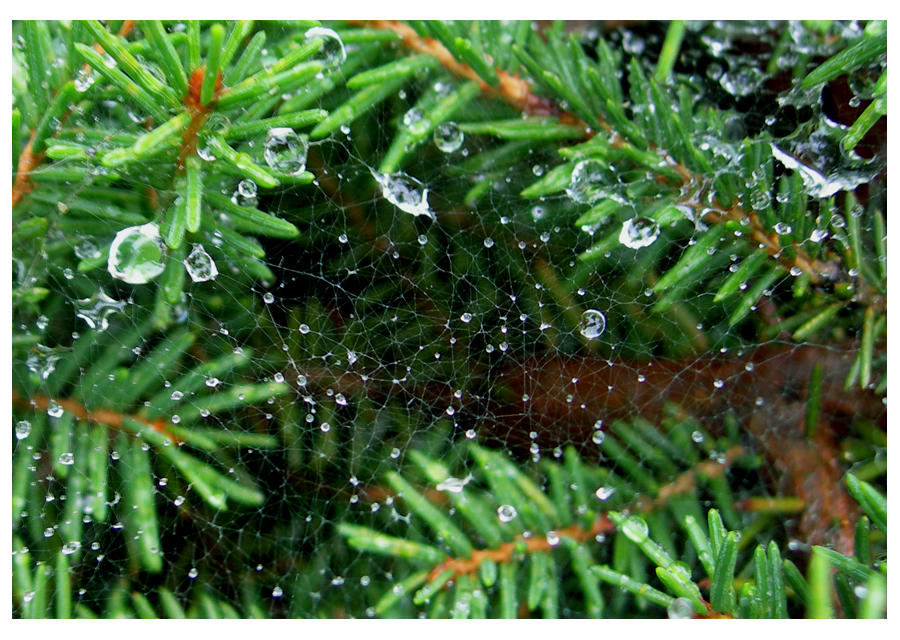 Tangled Web by feetpeet