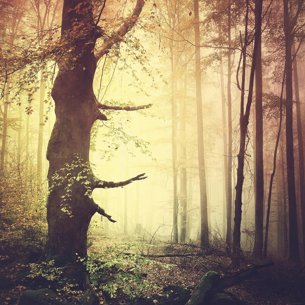 Alone in the Woods by rawimage