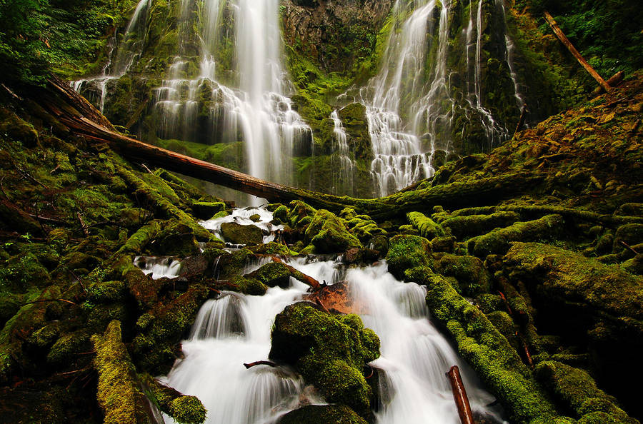 Bury My Heart at Proxy Falls by greglief