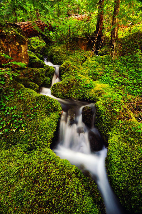 Proxy Springs by greglief