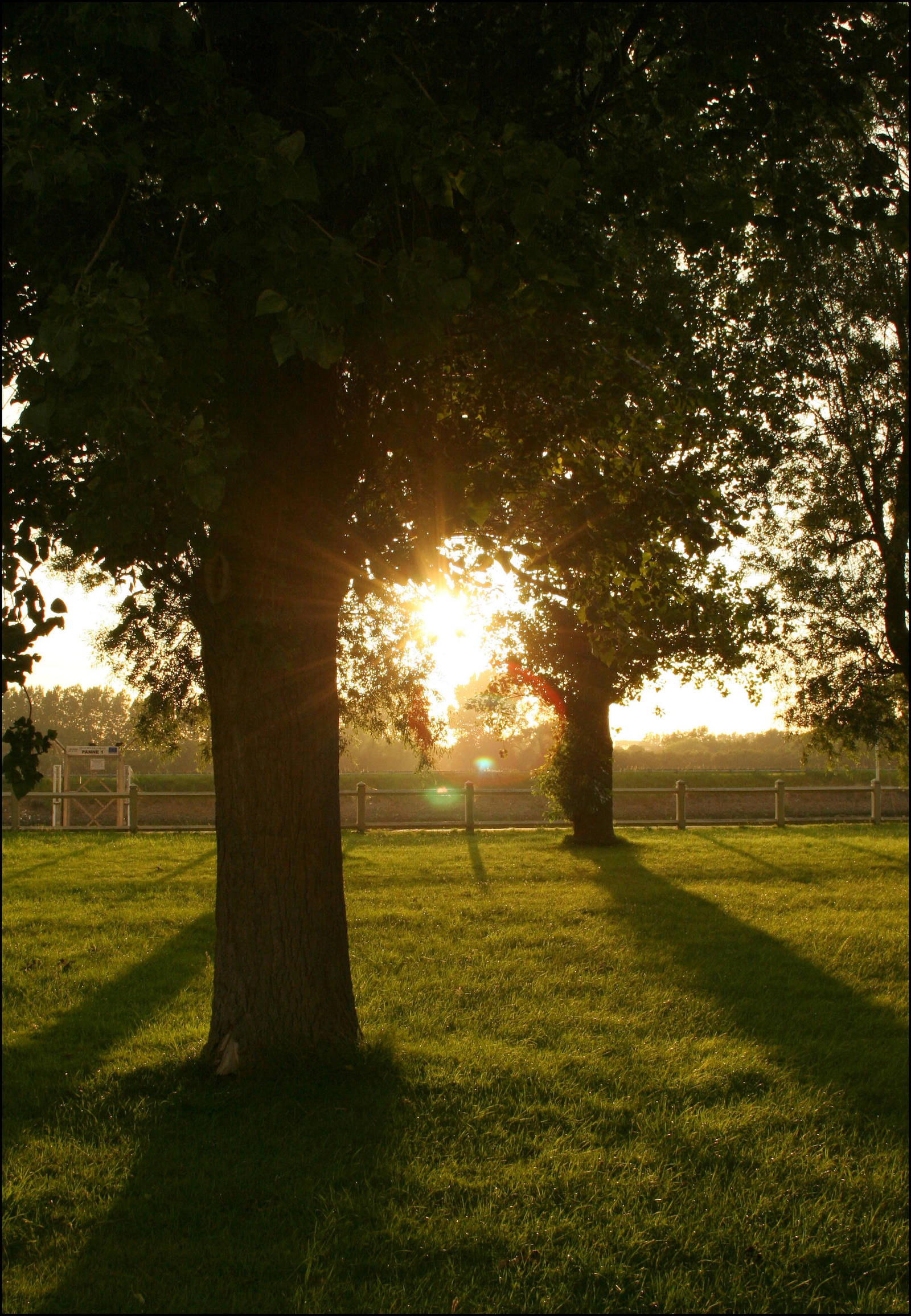 Sunset Trees by aquifer