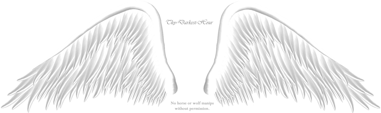 Elegant White Wing PNG by Thy-Darkest-Hour