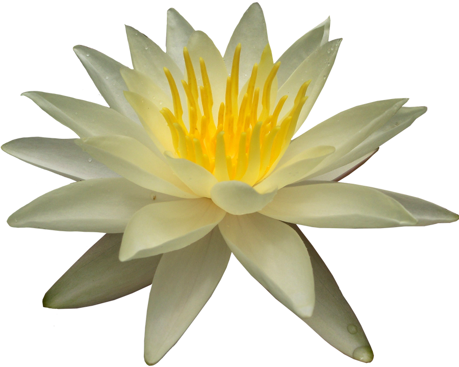 Waterlilly PNG by Thy-Darkest-Hour