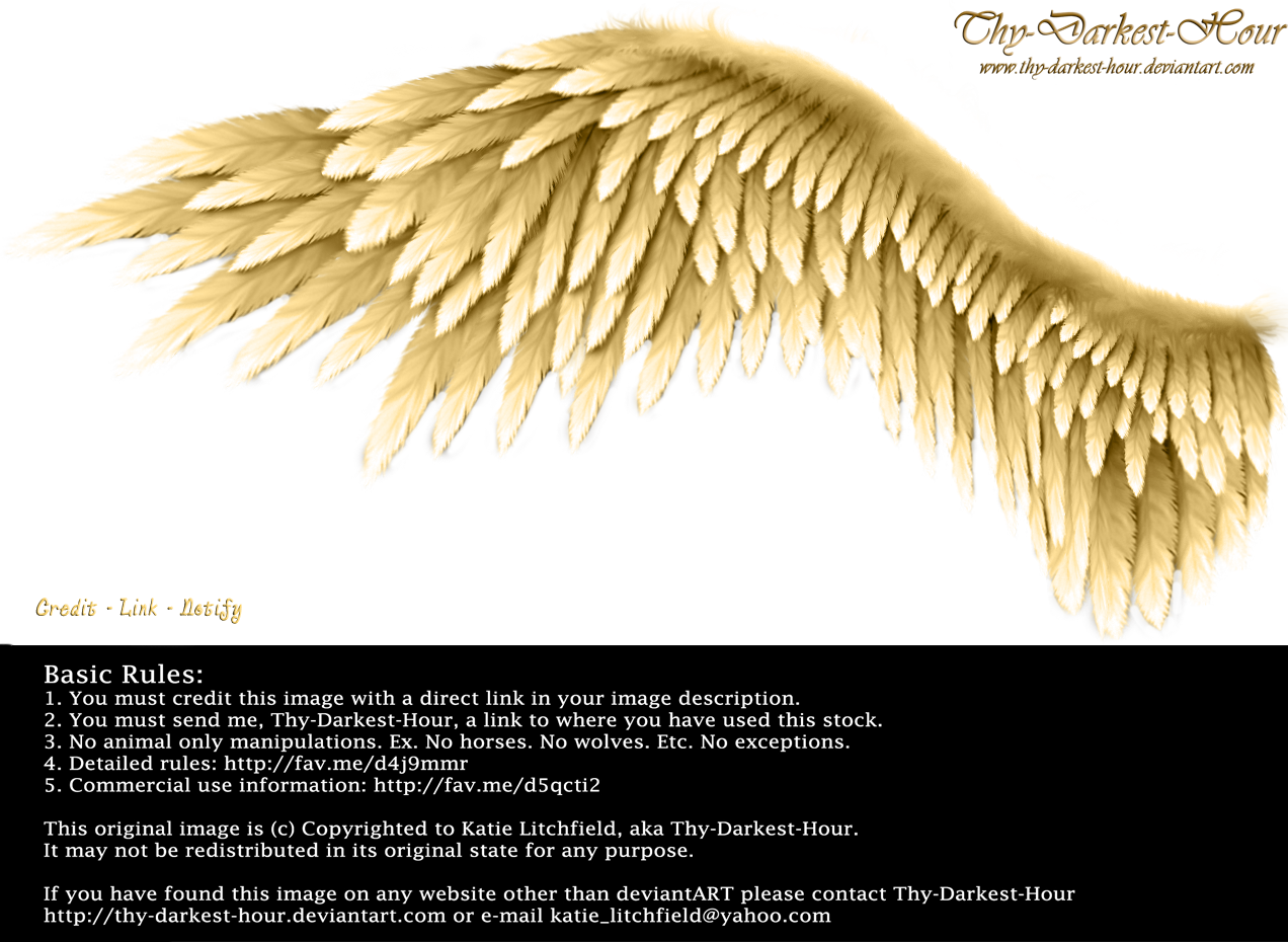 Winged Perfection - Golden by Thy-Darkest-Hour