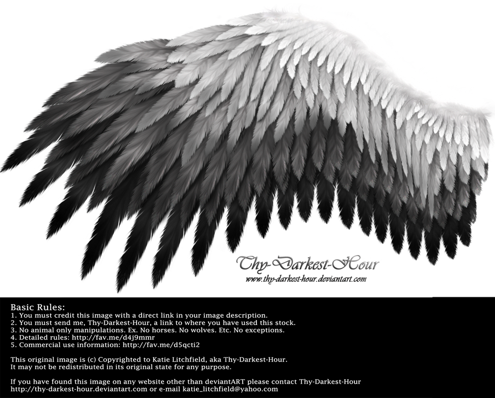 Romantic Wing - White-Black by Thy-Darkest-Hour
