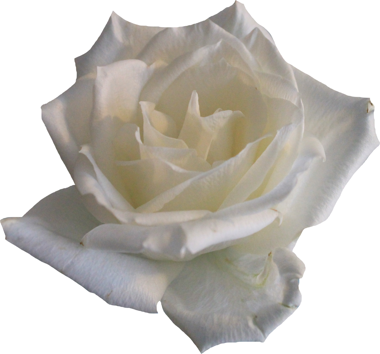 White Rose 02 PNG by Thy-Darkest-Hour