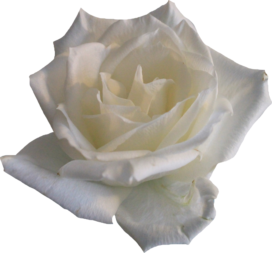 White Rose 02 PNG by Thy-Darkest-Hour