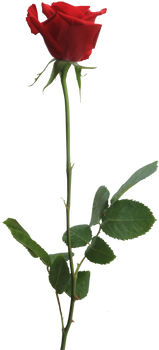 Red Rose PNG by Thy-Darkest-Hour