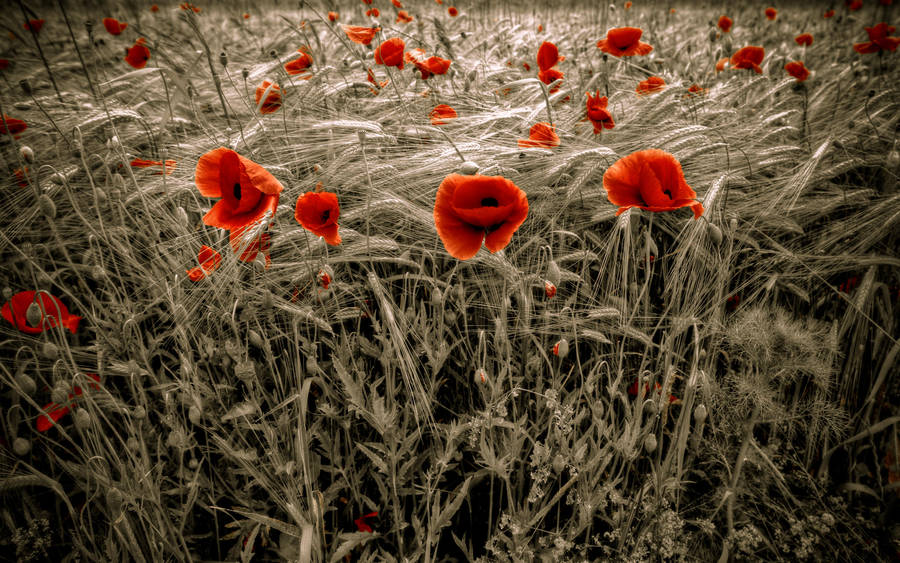 300 Flowers by myINQI
