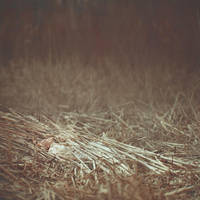 Holy Vera by oprisco