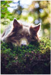 soft layer by corniger-aries