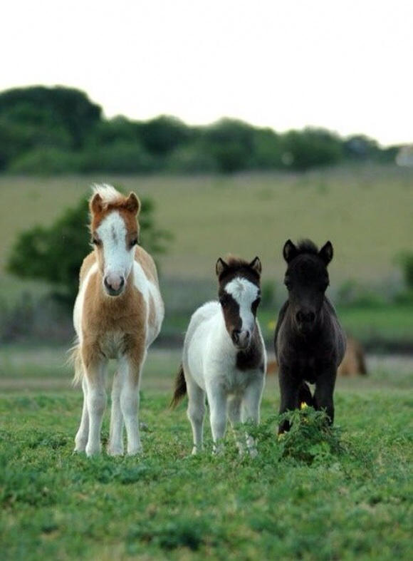 Cute Baby Horses By Ponyporb On Deviantart
