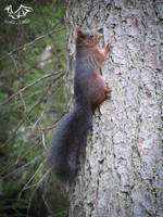 THE NEW FOREST STAR by SisMisBoy