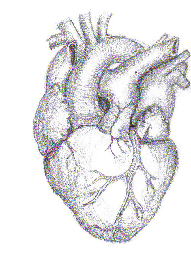 Human Heart by Mutantenmaid