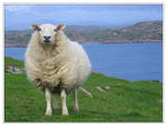 Sheep by IsaFortyThirty1