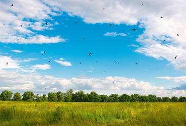 Hunting Swifts by ShakilovNeel