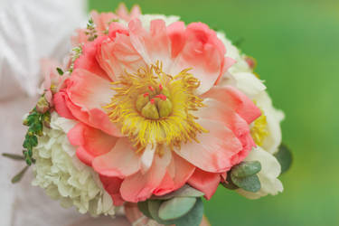 Peony by ShakilovNeel