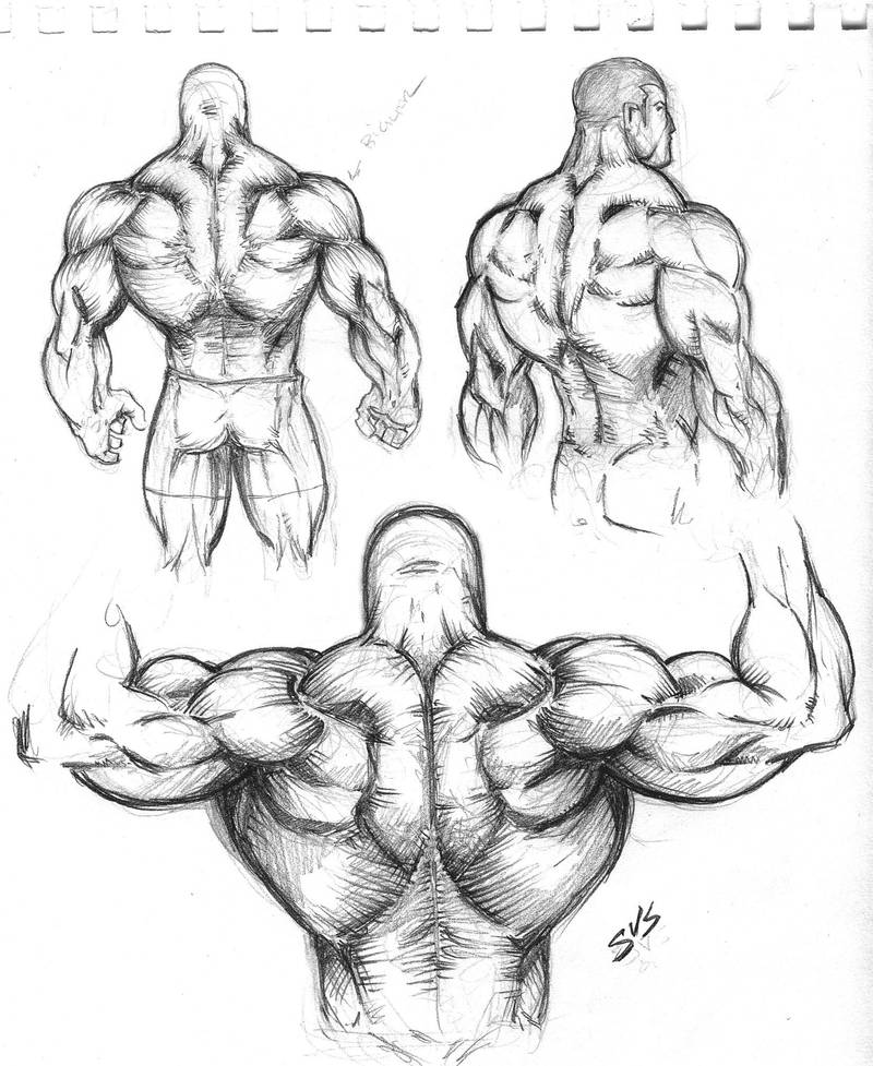 Muscular Back Study 01 by spacehater on DeviantArt